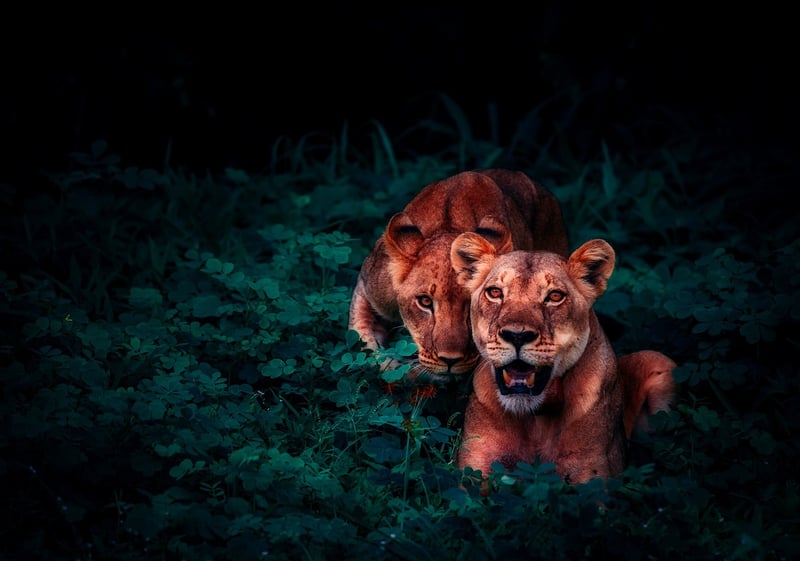 Jungle Adventure